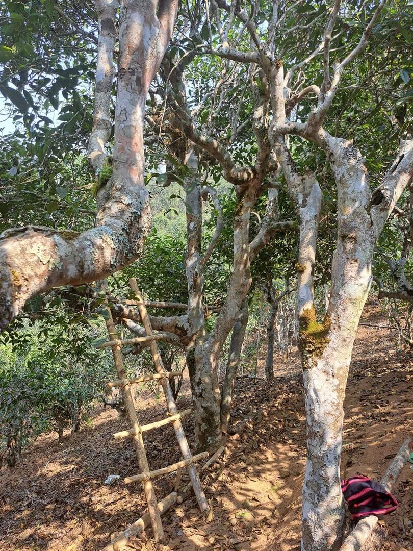 Tea trees
